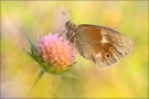 Großes Wiesenvögelchen (Coenonympha tullia) 13