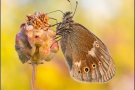 Großes Wiesenvögelchen (Coenonympha tullia) 11