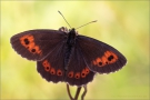 Weißbindiger  Mohrenfalter (Erebia ligea) 04