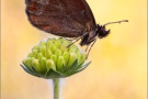 Graubindiger Mohrenfalter (Erebia aethiops) 18