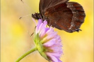 Graubindiger Mohrenfalter (Erebia aethiops) 23