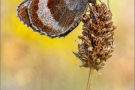 Graubindiger Mohrenfalter (Erebia aethiops) 20