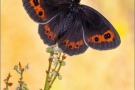 Graubindiger Mohrenfalter (Erebia aethiops) 26