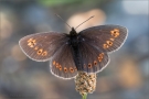 Mandeläugiger Mohrenfalter (Erebia alberganus) 02