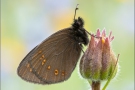 Mandeläugiger Mohrenfalter (Erebia alberganus) 03