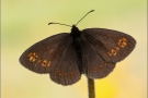 Mandeläugiger Mohrenfalter (Erebia alberganus) 04