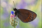 Mandeläugiger Mohrenfalter (Erebia alberganus) 23