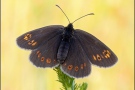 Mandeläugiger Mohrenfalter (Erebia alberganus) 27