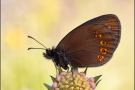 Mandeläugiger Mohrenfalter (Erebia alberganus) 28