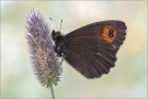 Weißbindiger Bergwald-Mohrenfalter (Erebia euryale ssp. adyte) 01