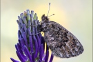 Felsen-Mohrenfalter (Erebia gorge) 07