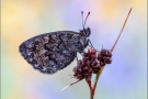 Felsen-Mohrenfalter (Erebia gorge) 02