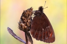 Weißbindiger  Mohrenfalter (Erebia ligea) 02