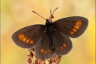 Kleiner Mohrenfalter (Erebia melampus) 02