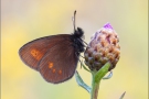 Kleiner Mohrenfalter (Erebia melampus) 01