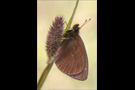 Blindpunkt Mohrenfalter (Erebia mnestra) 01