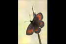 Blindpunkt Mohrenfalter (Erebia mnestra) 02