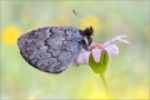 Graubrauner Mohrenfalter 03 (Erebia pandrose)