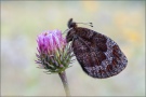 Quell-Mohrenfalter (Erebia pronoe) 03