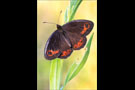 Freyers Alpen-Mohrenfalter (Erebia styx) 09