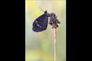 Freyers Alpen-Mohrenfalter (Erebia styx) 07