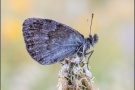 Schweizer Schillernder Mohrenfalter (Erebia tyndarus) 03