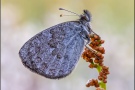 Schweizer Schillernder Mohrenfalter (Erebia tyndarus) 04