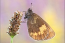 Gelbgefleckter Mohrenfalter (Erebia manto) 09