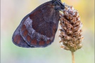 Graubindiger Mohrenfalter (Erebia aethiops) 25