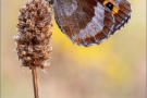 Graubindiger Mohrenfalter (Erebia aethiops) 19