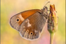 Großes Wiesenvögelchen (Coenonympha tullia) 12