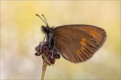 Kleiner Mohrenfalter (Erebia melampus) 3