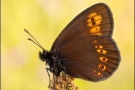 Mandeläugiger Mohrenfalter (Erebia alberganus) 26