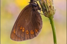 Mandeläugiger Mohrenfalter (Erebia alberganus) 25