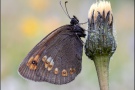 Mandeläugiger Mohrenfalter (Erebia alberganus) 05