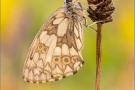 Schachbrett-Falter 22 (Melanargia galathea)