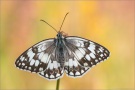 Balkan Schachbrett (Melanargia larissa) 04