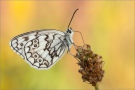 Balkan Schachbrett (Melanargia larissa) 03