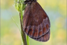 Graubindiger Mohrenfalter (Erebia aethiops) 17