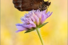 Graubindiger Mohrenfalter (Erebia aethiops) 22