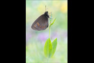 Mandeläugiger Mohrenfalter (Erebia alberganus) 01