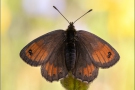 Felsen-Mohrenfalter (Erebia gorge) 03