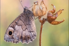 Kleine Rostbinde (Hipparchia statilinus) 06