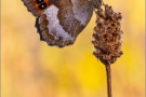 Graubindiger Mohrenfalter (Erebia aethiops) 21