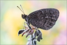 Marmorierter Mohrenfalter (Erebia montana) 01