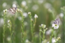 Schachbrett 15 (Melanargia galathea)