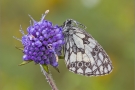 Schachbrett 01 (Melanargia galathea)