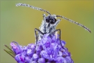 Schachbrett 02 (Melanargia galathea)