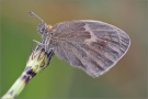 Kleines Wiesenvögelchen 05 (Coenonympha pamphilus)