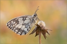 Schachbrett 03 (Melanargia galathea)